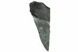 Partial Fossil Megalodon Tooth - South Carolina #328992-1